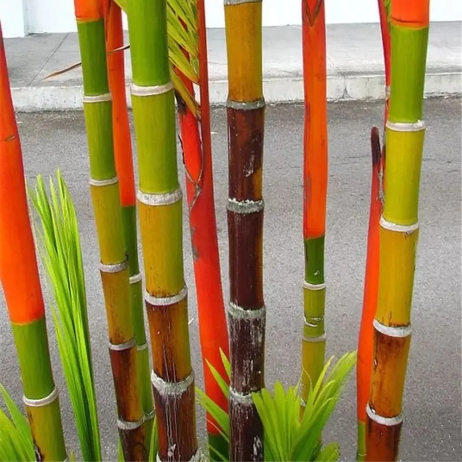 Bambusová semínka odrůdy Phyllostachys Pubescens - různé barvy