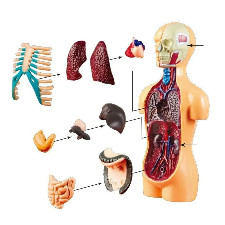 3D naučná stavebnice ve tvaru lidského těla pro nauku anatomie Tsuneo