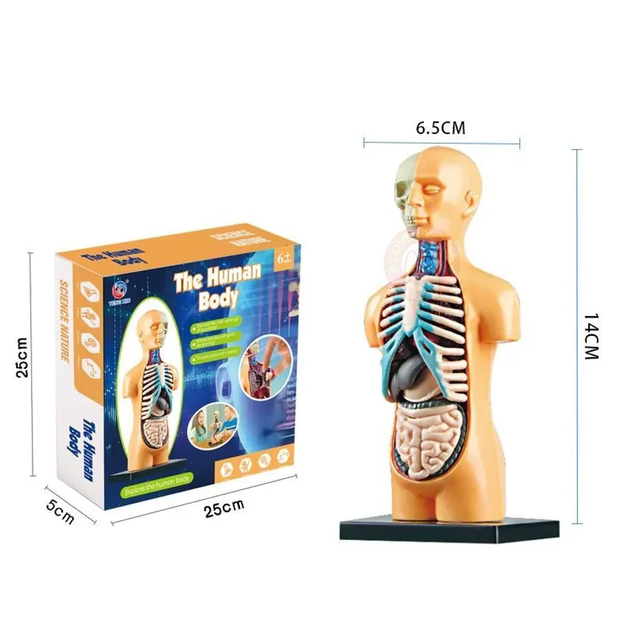 3D naučná stavebnice ve tvaru lidského těla pro nauku anatomie Tsuneo