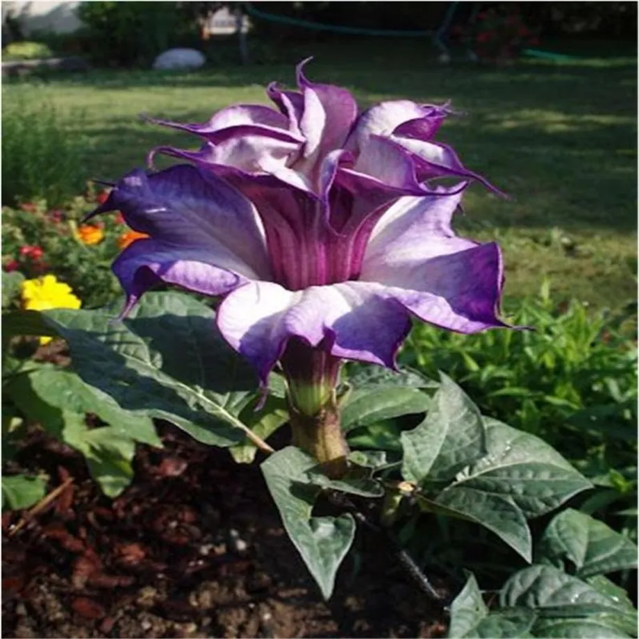 Krásná semínka venkovní rostliny Andělské trumpety - Brugmansia suaveolens