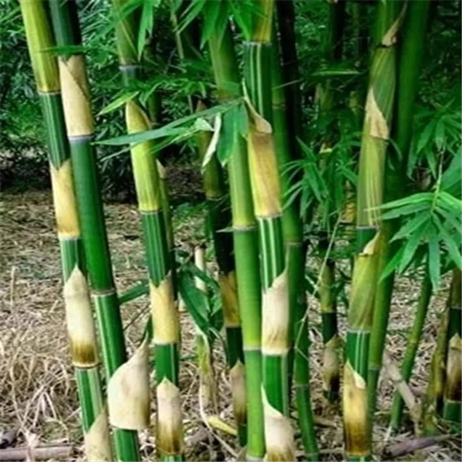 Bambusová semínka odrůdy Phyllostachys Pubescens - různé barvy