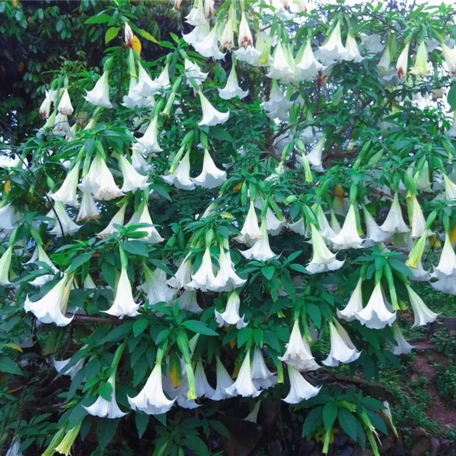 Krásná semínka venkovní rostliny Andělské trumpety - Brugmansia suaveolens