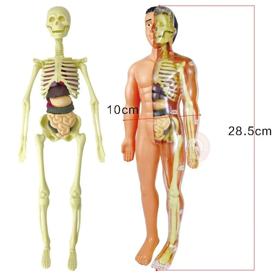 3D naučná stavebnice ve tvaru lidského těla pro nauku anatomie Tsuneo