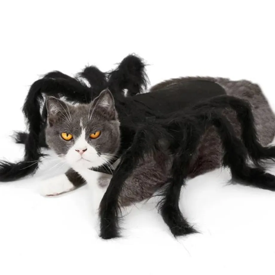 Halloween Spider Cat kostým