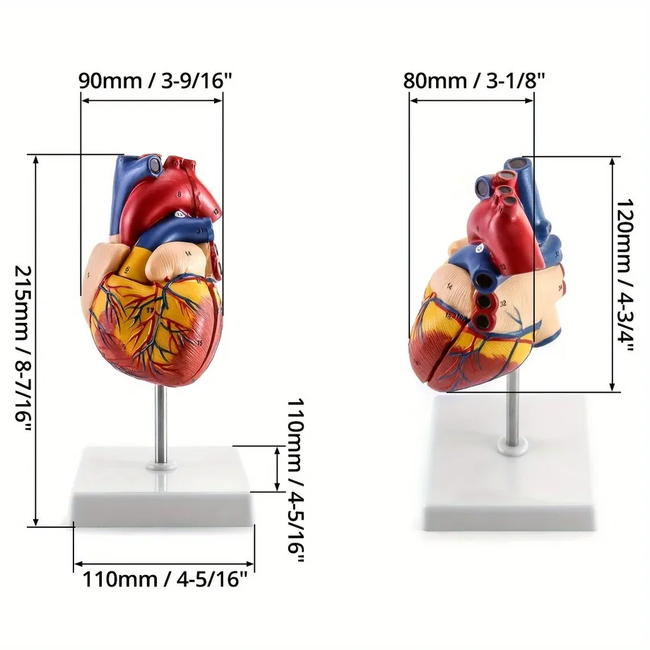 Realistický model srdce v životní velikosti s 34 anatomickými detaily