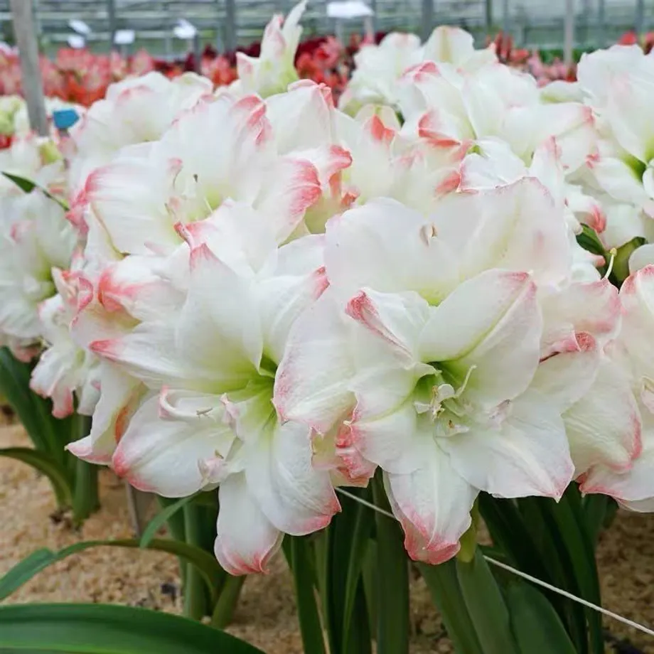 Krásné cibulky jihoafrické květiny Amarylka - Amaryllis