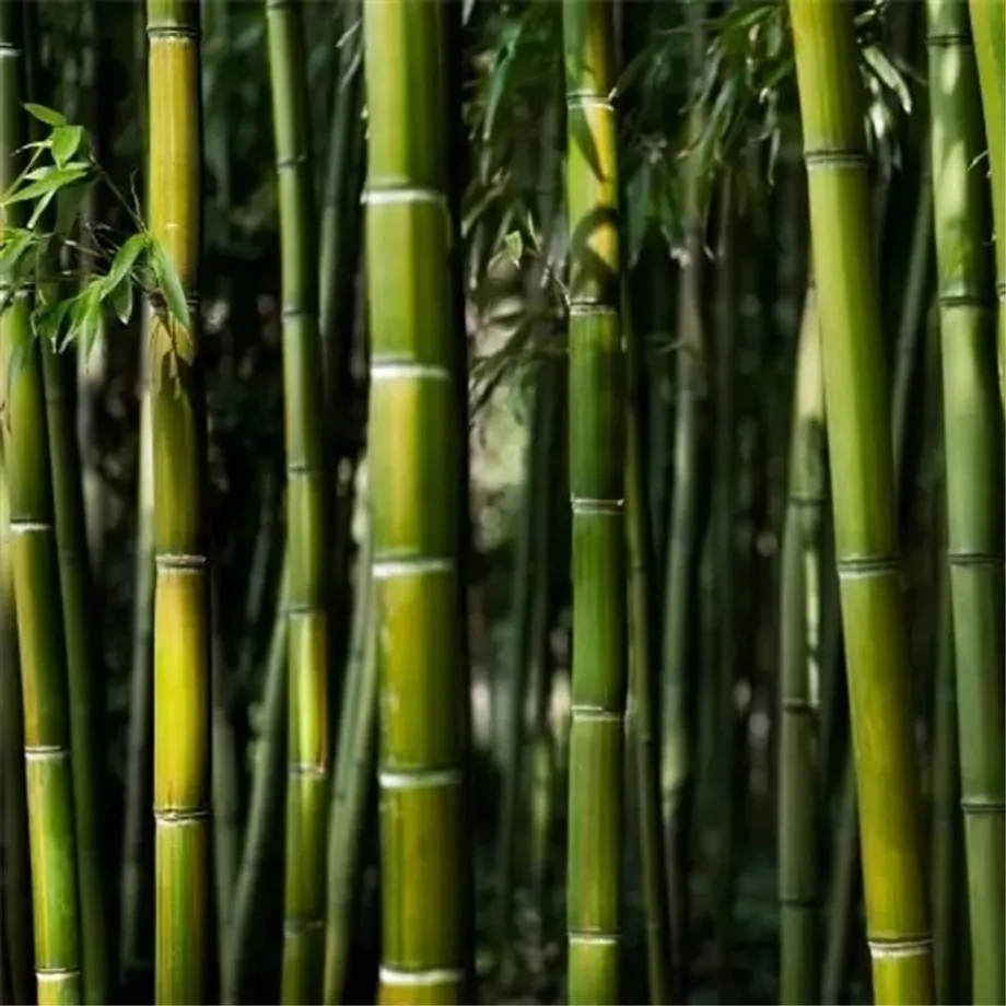 Bambusová semínka odrůdy Phyllostachys Pubescens - různé barvy