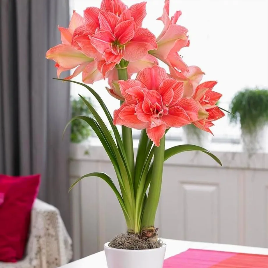 Krásné cibulky jihoafrické květiny Amarylka - Amaryllis