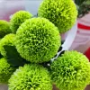 Green-20pcs